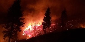 Trabzon'da 11 ilçedeki 37 ayrı noktada orman yangını çıktı.